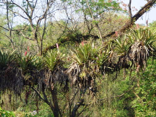 Blooming Bromeliad.